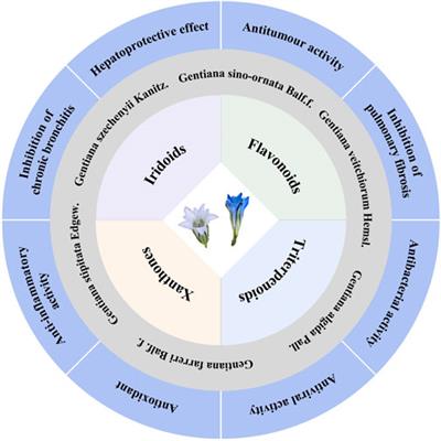 Tibetan medicine Bang Jian: a comprehensive review on botanical characterization, traditional use, phytochemistry, and pharmacology